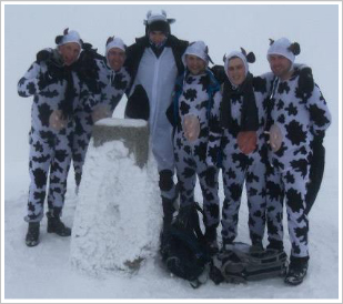 Chloe's Climbing Cows are back!